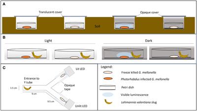 Beware glowing cadavers: bioluminescence of nematode symbiont Photorhabdus protects nematode-infected host cadavers from nocturnal scavengers